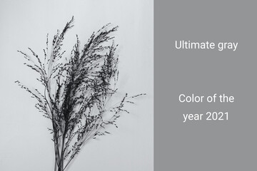 Trendy gray color of the 2021 year. Grey plants with shadows. Abstract ultimate background