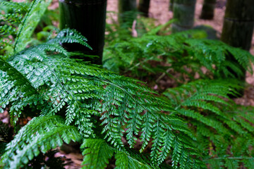 神奈川県鎌倉の竹林