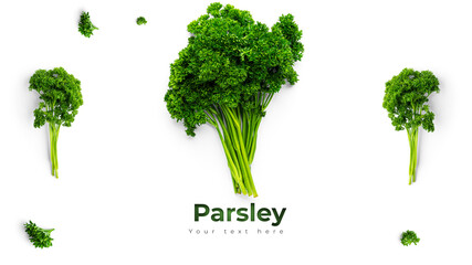 Greenery. Sprigs of curled parsley on a white background. Macro photo. Long header banner format. Panorama website header banner. High quality photo