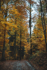 Mischwald in Herbst im Allgäu am Freibergsee