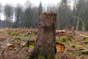 A selective focus shot of a sawn off tree in a cleared forest - stockphoto