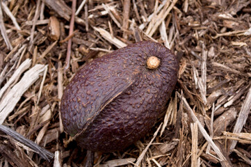Avocado on mulch