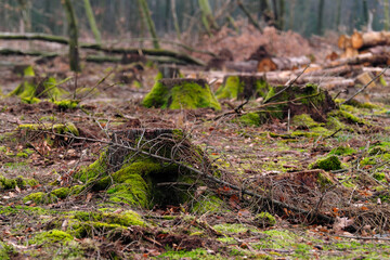 Naklejka na ściany i meble Tree stumps covered with moss in a cleared forest owing to dryness and bark beetle infestation in times of climate change and forest dieback - stockphoto
