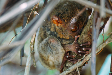 a monkey eating a pinecone