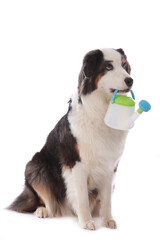 dog carrying a watering can