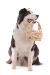 dog carriying a basket