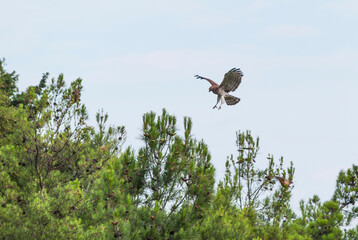 Short-toed eagle landing on some pine trees