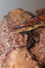 Rainbow Boa Snake - Epicrates cenchria cenchria climbs the bark of a tree and has its tongue out.