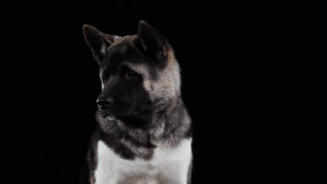 Front view of a seated American Akita looking into the camera and around in the studio against a black background. Close up of a bear's muzzle of a dog, with triangular protruding ears and brown eyes.