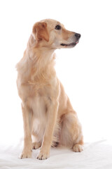 Cute dog sitting on white background looking sideways