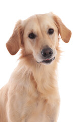 Cute golden retriever dog looking at camera