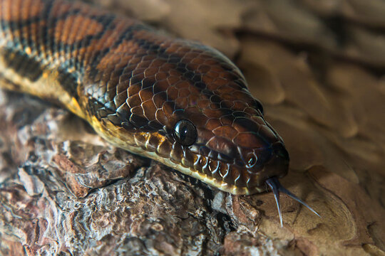 Rainbow Boa Snake - Epicrates cenchria cenchria climbs the bark of a tree and has its tongue out.