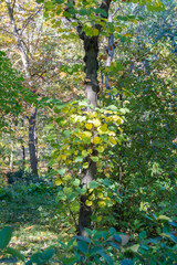 Fototapeta premium tree trunk with golden and green heart-shaped leaves in the Retiro park in Madrid. Spain