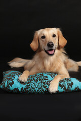Cute golden retriever dog lying on a light blue pillow