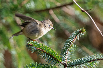 Ruby-crowned Kinglet (Regulus calendula) in Search for Food