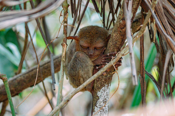 a monkey sitting in a tree