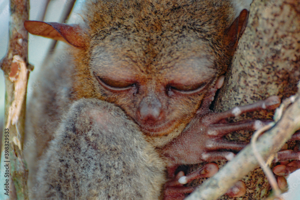 Poster a monkey holding a baby monkey