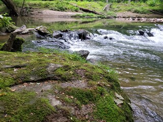stream in the forest
