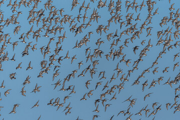 Larger Flock of Dunlins (Calidris alpina)