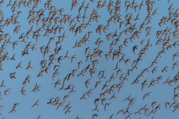 Larger Flock of Dunlins (Calidris alpina)