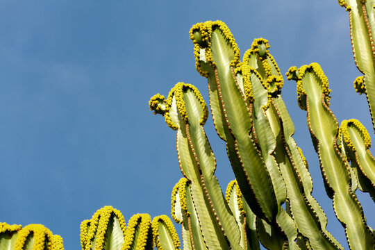 Cactus and Blue Sky