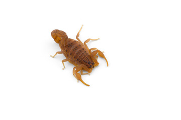Yellow deadly dangerous scorpion top view isolated on white background