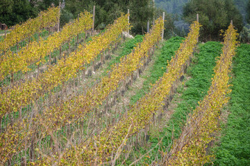 vineyard lines, Lloret de Vista Alegre, Mallorca, Balearic Islands, Spain