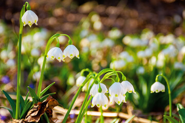 tender summer snowflake flower close up. beautiful nature background in springtime on a sunny...