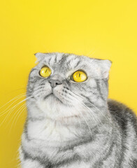Portrait of a gray in black striped Scottish Fold cat with yellow eyes close-up on a yellow background. Illuminating and Ultimate Gray. Color year 2021
