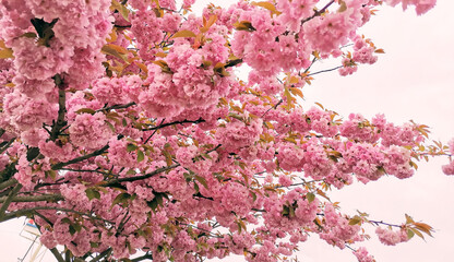 sakura blossoms, pink cherry blossom in spring