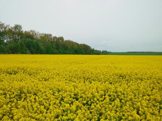 Fototapeta premium rapeseed field in spring
