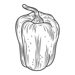 vegetable pepper fresh organic food, hand drawn style icon