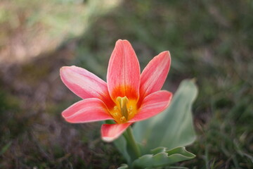 pretty lily all alone