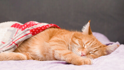 Fototapeta na wymiar ginger cat cute sleeping under the covers