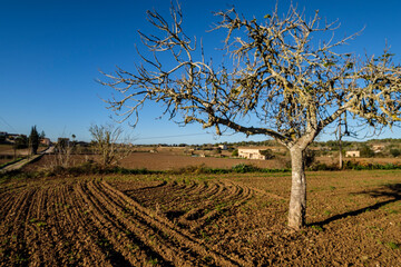 plowed field, Lloret de Vista Alegre, Mallorca, Balearic Islands, Spain