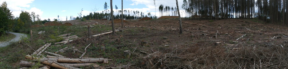 Fototapeta na wymiar Panorama view of thinned out forest. Catastrophic forest dying in Germany, monoculture of spruce trees, by climate change, drought and immense increase of bark beetles - Harz mountains, Germany
