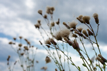 Flowers reach for the sky