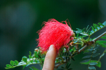 Obraz premium a red flower on a plant