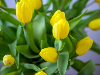 Bouquet of yellow tulips