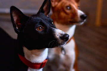 basenji dog portrait
