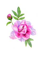pink peony flower isolated
