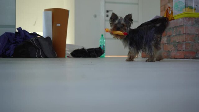 little yorkshire terrier playing with toys in the house