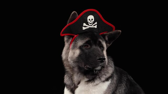 Close up of American Akita dog muzzle in studio on black background. On the head of the dog is wearing a Pirate hat rim. Halloween, carnival costume.