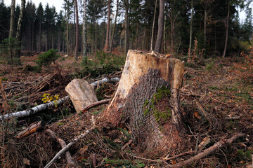 Abgesägter Baum in gerodetem Wald und Waldboden bedeckt mit Ästen, Zweigen, Baumrinde und Holzresten - Stockfoto
