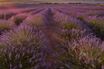 lavender field in provence at sunset