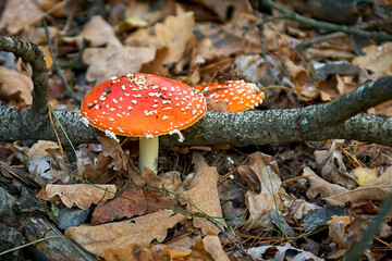 
mushroom, autumn, toadstool, red, nature, forest, fungus, fly agaric, fly agaric poisonous, close-up, agaric, poison, forest, mushrooms, fly agaric fly agaric, white, toxic, hat, plant, grass, season