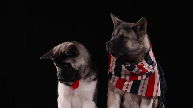 Front view of a pair of American Akita dogs sitting in the studio on a black background. Red autumn leaves are falling on the animals. Close up.