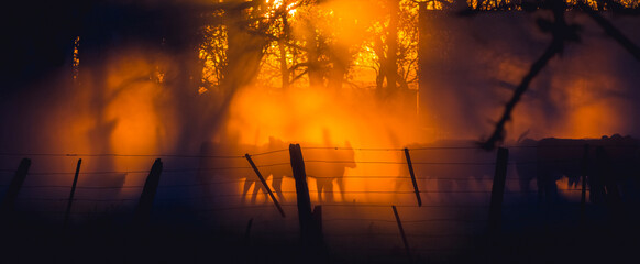 herd of cows during sunset with sun rays and silhouettes