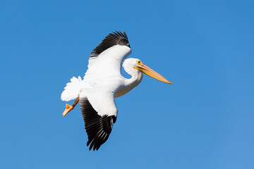 Pelican in flight