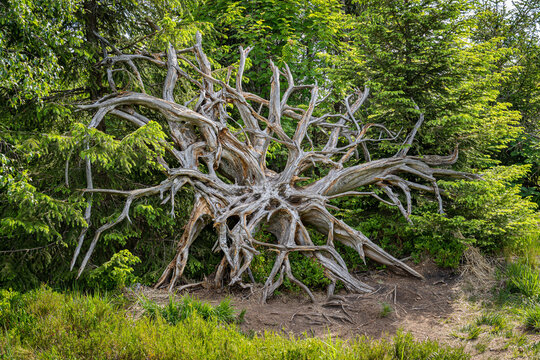 Lothar Path is a forest experience and educational path in the Schliffkopf Nature Reserve